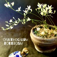 サボテン,鬼雲丸,オーニソガラム トルツオスム,多肉植物,サボテンの花の画像