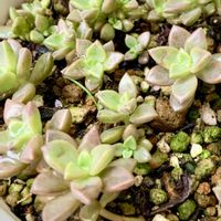 エケベリア,朧月, ブロンズ姫,多肉植物,エケベリア属の画像
