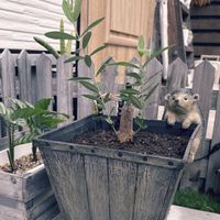 オリーブ,オリーブ,植え替え,復活,勉強の日々の画像