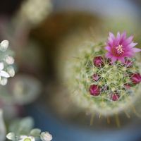 サボテン,多肉植物,サボテンの花,マジョールの花,庭の画像