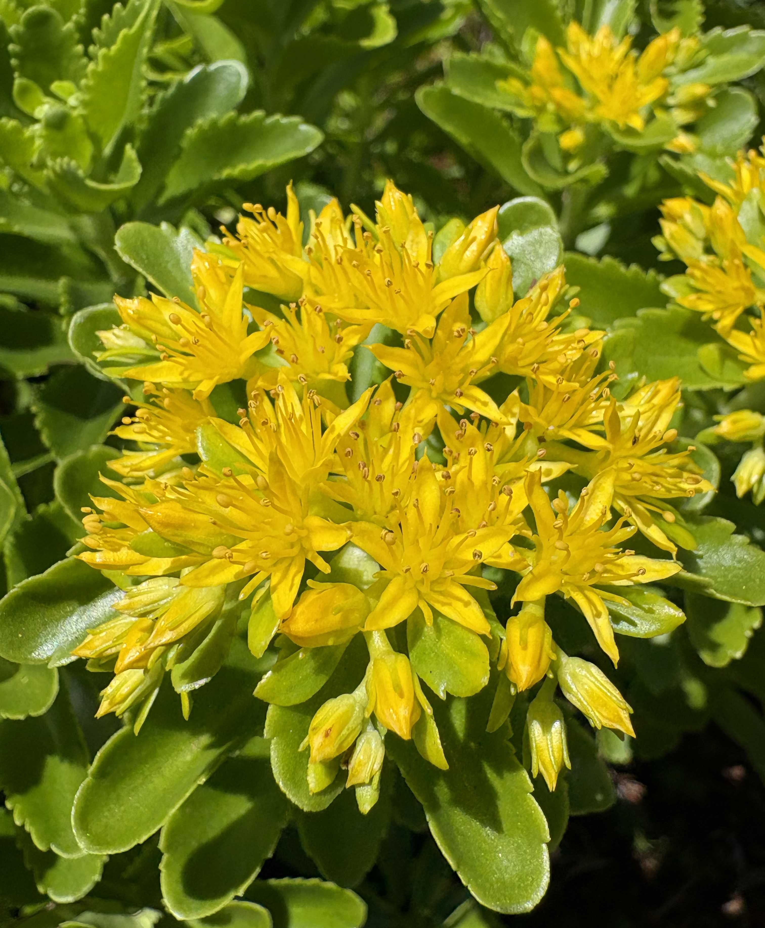 キリンソウ(麒麟草)の育て方｜植え付けや植え替えの時期は