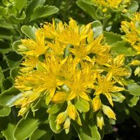 キリンソウ,麒麟草,葉っぱも好き,※実家の庭の画像