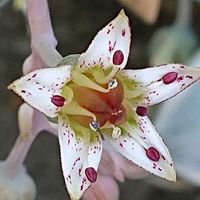 エケベリア,朧月,七福神,エケベリア 七福神,ブロンズヒメの画像