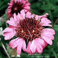 オルレア,クラピア,植物のある暮らし,繋がりに感謝✨,GS皆様ありがとうの画像