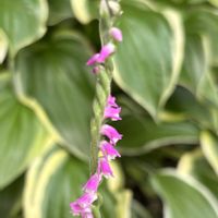 グラジオラス,薔薇,百合,ネジリバナ、ネジリソウ,花のある暮らしの画像