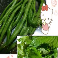 青紫蘇,つるなしインゲン,インゲン,プランター栽培,庭からの恵みの画像