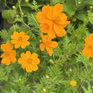 黄花コスモス,ありがとう♡,お花に囲まれて,花と暮らす,心穏やかに♡の画像