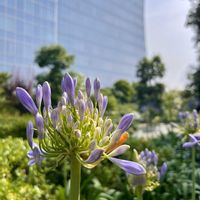 アガパンサス,アリウム,ヤシの木,ユリノキ,シマサルスベリの画像