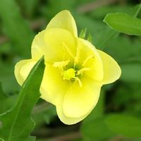 タンポポ,小待宵草(コマツヨイグサ),ビタミンカラー,かわいい花,道端の花の画像