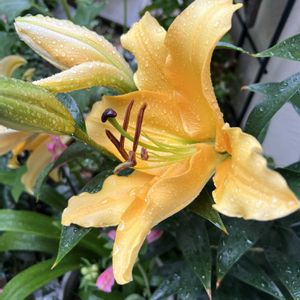 ユリ,鉢植え,植え替え,大きな花,頂き物の画像