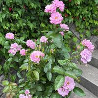 花のある暮らし,薔薇のある暮らし♡,今日のお庭,ばら バラ 薔薇,薔薇が好き❤の画像