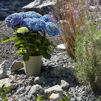 アジサイ,カレックス,ラベンダー,ラベンダー,紫陽花 アジサイ あじさいの画像