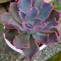 エケベリア,シャビアナ,シャビアナ,多肉植物,小さな花壇の画像