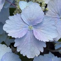 アジサイ,アジサイ,公園,鉢植え,花壇の画像