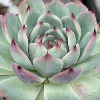 エケベリア,花うらら,花うらら,桃太郎,桃太郎の画像