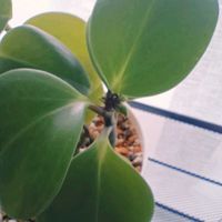 ペペロミア,ペペロミア,観葉植物の画像