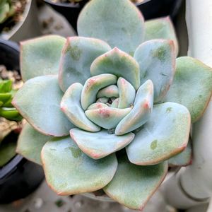 花木,植木鉢,花いろいろ,バラと夢CLUB,おうち園芸の画像