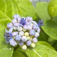 常山アジサイ 碧の瞳,紫陽花　ラグーン,ガーデニング,可愛い,紫陽花 アジサイ あじさいの画像