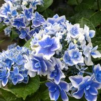 鉢植え,ガーデニング,紫陽花 アジサイ あじさい,植え込み,健康キープの画像