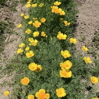 ハナビシソウ,実家の画像
