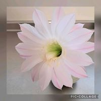 サボテンの花開花,サボテンの花,２０２０年５月同期,母から花だよりの画像