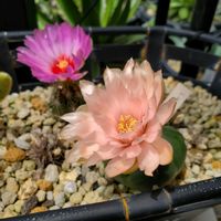 サボテン,まとめ植え,庭の画像