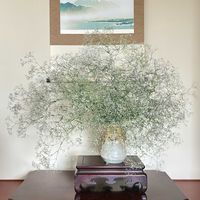 カスミソウ,和室の画像