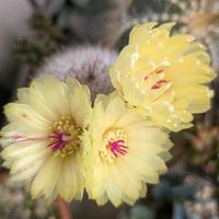 サボテン,河内丸,多肉植物,多肉寄せ植え,花のある暮らしの画像