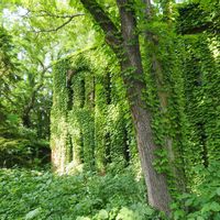 北海道大学,ツタの画像