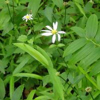 野菊,ミヤマヨメナ,山野草,在来種,都立神代植物公園の画像