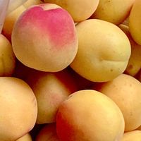 ウメ,セッコク,グァバ,プルンバーゴ,セネッティの画像