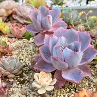 アフターグロー,多肉花壇,多肉地植えの画像