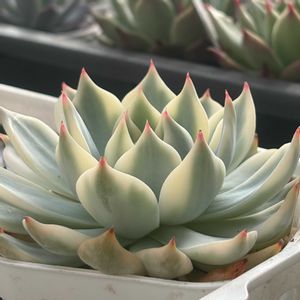 チワワエンシス錦,ブラックサバス,ボタベリアNo.1竜王,今日のお花,見元園芸の画像