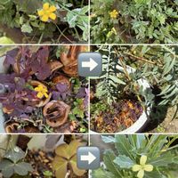ハボタン,ミモザアカシア,カタバミ,セリフラミンゴ,今日のお花の画像