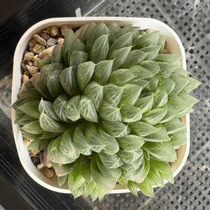 ハオルチア,植え替え,北海道,多肉成長記録,多肉植物初心者の画像