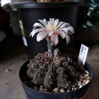 ギムノカリキウム瑞昌玉,サボテンの花,新潟県の画像