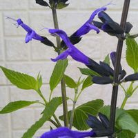 サルビア,スーパーサルビア ロックンロール トゥルーブルー,害虫,小さなお庭の画像