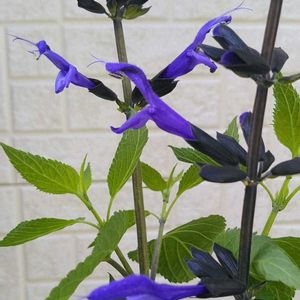 サルビア,スーパーサルビア ロックンロール トゥルーブルー,害虫,小さなお庭の画像