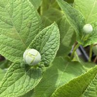 玉紫陽花,タマアジサイの蕾,庭の画像
