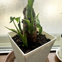クワズイモ,クワズイモ,観葉植物,青森県❤︎.*,2026年の画像
