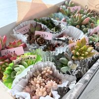 クジャクサボテン,多肉,朧月,多肉植物 寄せ植え,多肉植物いろいろの画像