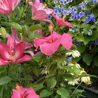 エキナセア,乙女心,青い渚,紫陽花 コンペイトウ,青い瞳の画像