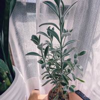 月兎耳,祈る震災復興,多肉植物,花のある暮らし,緑のある暮らしの画像