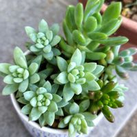 エケベリア,乙女心,樹氷,春萌,虹の玉の画像
