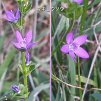 ニワゼキショウ,キキョウソウ,可愛い,楽しかった♪,小さなお花の画像