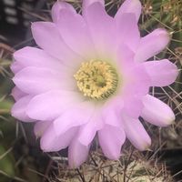 サボテン,紫盛丸,アカントカリキウム属,ベランダの画像