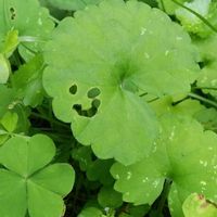 カキドオシ,お出かけ先の画像