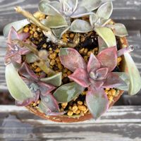 多肉植物,成長,記録,置き場所問題,グラプトべリア属の画像