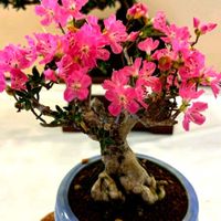 ツツジ,盆栽,花フェスタ,素晴らしい,癒やされての画像