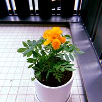 マリーゴールド,マリーゴールド,お花,新入りさん,花のある暮らしの画像
